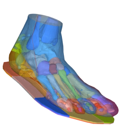 Modèle biomécanique par éléments finis transparent et coloré d'un pied humain et de la cheville, posé sur une semelle orthopédique segmentée, simulé avec Siemens Radioss.